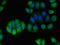 Stomatin Like 1 antibody, LS-C398103, Lifespan Biosciences, Immunofluorescence image 