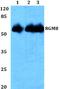 RGM domain family member B antibody, A06984, Boster Biological Technology, Western Blot image 