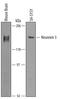 Neurexin-3-alpha antibody, AF5269, R&D Systems, Western Blot image 