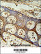 Zinc Finger CCCH-Type Containing 3 antibody, 55-566, ProSci, Immunohistochemistry paraffin image 
