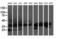 Ubiquitin-like-conjugating enzyme ATG3 antibody, LS-C173183, Lifespan Biosciences, Western Blot image 
