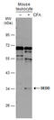 Death Effector Domain Containing antibody, GTX111882, GeneTex, Western Blot image 