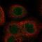 Abhydrolase Domain Containing 18 antibody, NBP2-30812, Novus Biologicals, Immunofluorescence image 