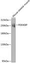 Phosphodiesterase 4D Interacting Protein antibody, 23-167, ProSci, Western Blot image 