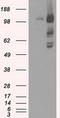 Mitotic checkpoint serine/threonine-protein kinase BUB1 beta antibody, TA500540, Origene, Western Blot image 