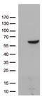 Zinc Finger Protein 480 antibody, TA812668S, Origene, Western Blot image 