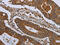 Killer Cell Lectin Like Receptor F1 antibody, CSB-PA192826, Cusabio, Immunohistochemistry paraffin image 