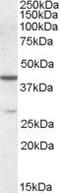 Chromobox 8 antibody, PA5-18976, Invitrogen Antibodies, Western Blot image 