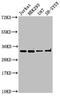 Calcium signal-modulating cyclophilin ligand antibody, orb400416, Biorbyt, Western Blot image 
