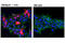 Cas9 antibody, 48796S, Cell Signaling Technology, Immunofluorescence image 