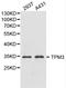 Tropomyosin 3 antibody, LS-C192467, Lifespan Biosciences, Western Blot image 