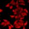 Eukaryotic translation initiation factor 5 antibody, LS-C667797, Lifespan Biosciences, Immunofluorescence image 