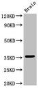 CDK-activating kinase assembly factor MAT1 antibody, orb400504, Biorbyt, Western Blot image 