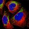 Mitochondrial Ribosomal Protein L45 antibody, HPA023373, Atlas Antibodies, Immunocytochemistry image 