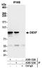 UTP25 Small Subunit Processor Component antibody, A305-122A, Bethyl Labs, Immunoprecipitation image 
