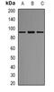 A-Kinase Anchoring Protein 1 antibody, LS-C413164, Lifespan Biosciences, Western Blot image 