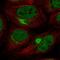 Zinc Finger Protein 131 antibody, HPA074630, Atlas Antibodies, Immunofluorescence image 