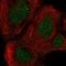 Retinoic Acid Induced 14 antibody, HPA036950, Atlas Antibodies, Immunofluorescence image 