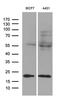 Mitochondrial import inner membrane translocase subunit Tim23 antibody, M09218, Boster Biological Technology, Western Blot image 