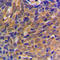 Catenin Beta 1 antibody, LS-C352121, Lifespan Biosciences, Immunohistochemistry frozen image 