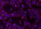 Musashi RNA Binding Protein 1 antibody, 14-9896-80, Invitrogen Antibodies, Immunofluorescence image 