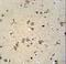 Magnesium transporter NIPA4 antibody, LS-C164877, Lifespan Biosciences, Immunohistochemistry frozen image 