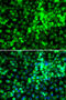 Cyp19 antibody, 14-578, ProSci, Immunofluorescence image 