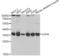 Lactate Dehydrogenase A antibody, LS-C331295, Lifespan Biosciences, Western Blot image 