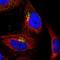 Conserved oligomeric Golgi complex subunit 5 antibody, HPA041583, Atlas Antibodies, Immunocytochemistry image 