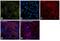 Sec23 Homolog A, Coat Complex II Component antibody, PA5-28984, Invitrogen Antibodies, Immunofluorescence image 