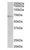 Dopamine Beta-Hydroxylase antibody, orb12397, Biorbyt, Western Blot image 