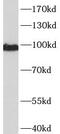 Catenin alpha-1 antibody, FNab02056, FineTest, Western Blot image 