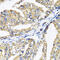 Erythrocyte Membrane Protein Band 4.1 antibody, 18-664, ProSci, Immunohistochemistry frozen image 