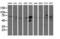 Aldh3 antibody, LS-C173165, Lifespan Biosciences, Western Blot image 