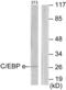CCAAT Enhancer Binding Protein Epsilon antibody, abx013632, Abbexa, Western Blot image 