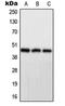 Protein phosphatase 1 regulatory subunit 7 antibody, orb214426, Biorbyt, Western Blot image 