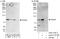 Pantothenate Kinase 4 antibody, A303-776A, Bethyl Labs, Immunoprecipitation image 