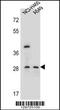 Spermatogenesis-associated serine-rich protein 1 antibody, 56-059, ProSci, Western Blot image 