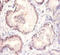Wnt Family Member 3A antibody, CSB-PA15549A0Rb, Cusabio, Immunohistochemistry frozen image 