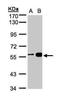 Protein RCC2 antibody, PA5-28531, Invitrogen Antibodies, Western Blot image 