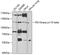 PI3 Kinase p110 beta antibody, 13-351, ProSci, Western Blot image 