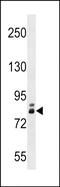 Zinc finger protein 252 antibody, PA5-49149, Invitrogen Antibodies, Western Blot image 