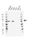Protein Kinase C Zeta antibody, VMA00567, Bio-Rad (formerly AbD Serotec) , Western Blot image 