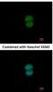 Ring Finger Protein 40 antibody, NBP2-20189, Novus Biologicals, Immunofluorescence image 