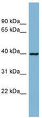 ELMO Domain Containing 2 antibody, TA330947, Origene, Western Blot image 