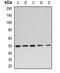 Eukaryotic Translation Elongation Factor 1 Alpha 2 antibody, abx225152, Abbexa, Western Blot image 