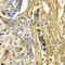 Complement Factor H antibody, A2166, ABclonal Technology, Immunohistochemistry paraffin image 