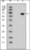 Protein Wnt-5a antibody, orb89236, Biorbyt, Western Blot image 