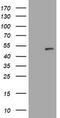 PHD Finger Protein 7 antibody, TA505144BM, Origene, Western Blot image 