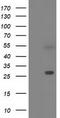 Sepiapterin Reductase antibody, TA502029, Origene, Western Blot image 